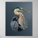 Buscar pluma de pájaro posters Fauna