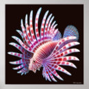 Buscar lionfish arte Pescadores