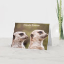 Buscar meerkat tarjetas Naturaleza