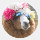 Buscar alpaca pegatinas Animal
