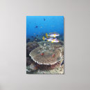 Buscar indonesio lienzos Animales