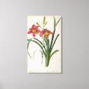 Buscar redoute lienzos Ilustracion