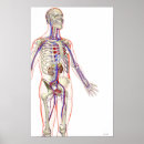Buscar sistema urinario posters Médico