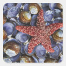 Buscar almeja pegatinas 7 º concha