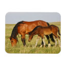 Buscar caballo salvaje imanes Potro