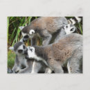 Buscar lemur postales Cola de anillo