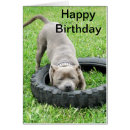 Buscar staffordshire bull terrier tarjetas Perro