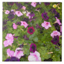 Buscar petunia azulejos Rosa