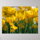 Buscar tulipanes amarillos posters Flores