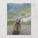 Buscar marmot postales Viajar