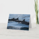 Buscar dolphin tarjetas Naturaleza