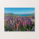 Buscar lupine Paisaje