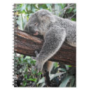 Buscar koala cuadernos Fauna