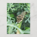 Buscar larvas postales Naturaleza
