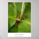 Buscar árbol de plátano posters Banana