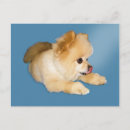 Buscar perro pomeranian postales Adorable