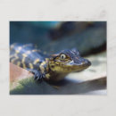 Buscar animal del bebé postales Animales salvajes