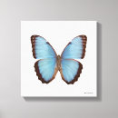Buscar mariposa azul lienzos Fotos de la mariposa