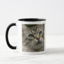 Buscar gato nacional Animal