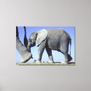 Buscar elefante lienzos Naturaleza