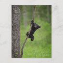Buscar cachorro de oso negro postales Ursus americanus
