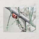Buscar mariquita postales Ladybird