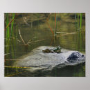 Buscar ranas posters Para ella