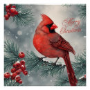 Buscar cardenales rojos posters Cardenal rojo