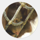 Buscar lengua animal pegatinas Zoológico