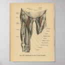 Buscar músculos humanos posters Anatomía