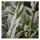 Buscar abigarrado Planta