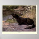 Buscar nutrias posters General y unisex