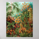 Buscar zoología posters Ernst haeckel