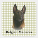 Buscar malinois pegatinas Animal
