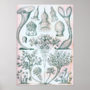 Buscar haeckel posters Ciencia