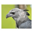 Buscar harpy Águila