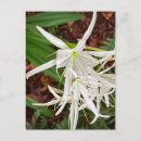 Buscar lirio blanco postales Flor silvestre
