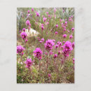 Buscar wildflowers postales Viajar