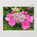 Buscar hydrangea postales Jardín