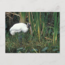 Buscar cigüeña postales Everglades