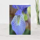Buscar iris salvaje tarjetas Azul