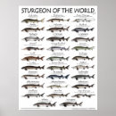 Buscar masculino y femenino posters Animales