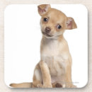 Buscar chihuahua posavasos El sentarse