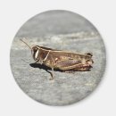 Buscar grasshopper imanes Insecto