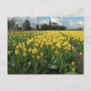 Buscar nubes bajas Tulipanes