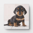 Buscar del dachshund fotografía Bebé