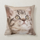 Buscar pelo gris cojines Gato