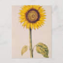 Buscar helianthus Flor