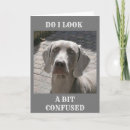 Buscar weimaraner tarjetas Fotografía