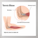 Buscar tendón posters Anatomía